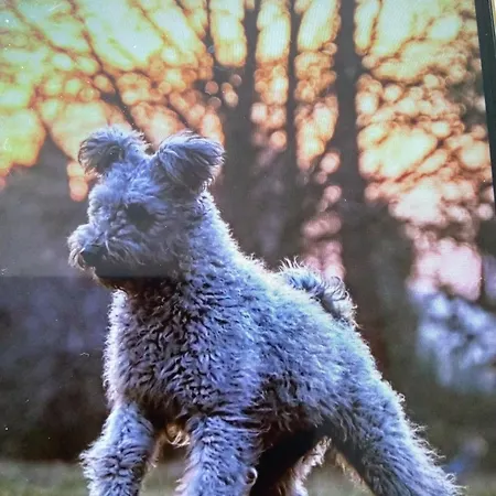 Gesztenye Lejlighed Urkut