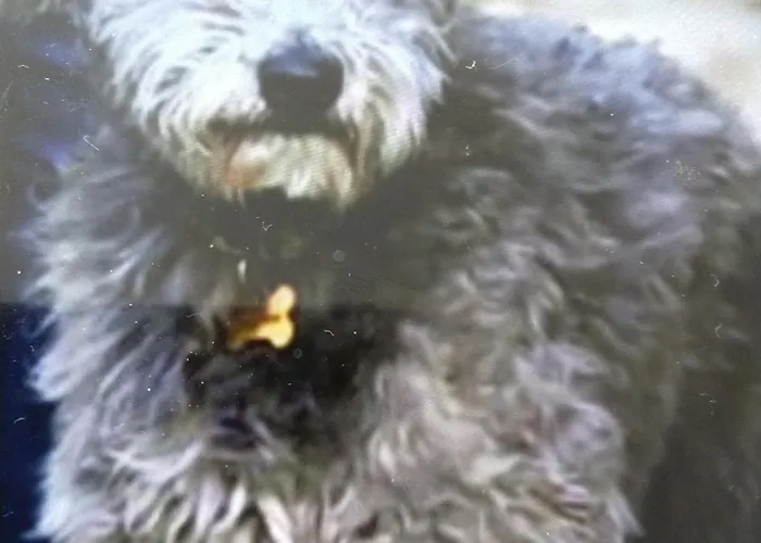 Apartment Gesztenye *