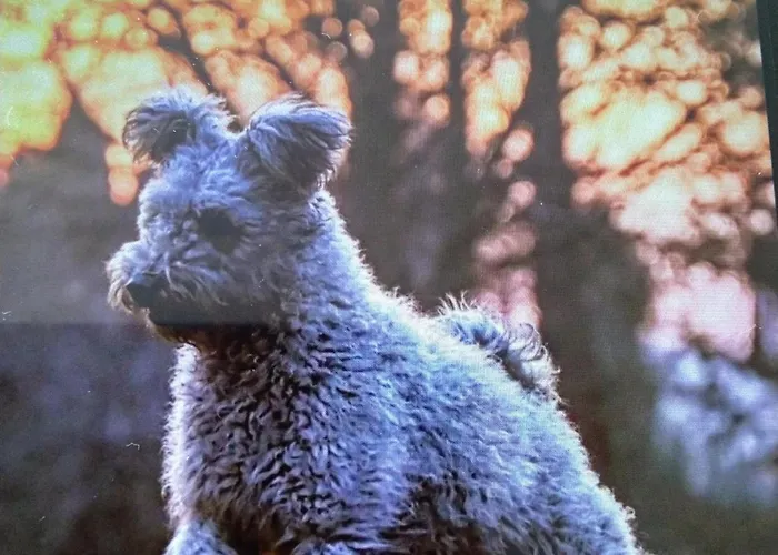 Gesztenye Apartment Urkut